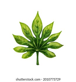 Green fresh fatsia japonica leaf. Vintage vector hatching color hand drawn illustration isolated on white background