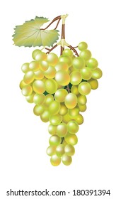 Green fresh grapes