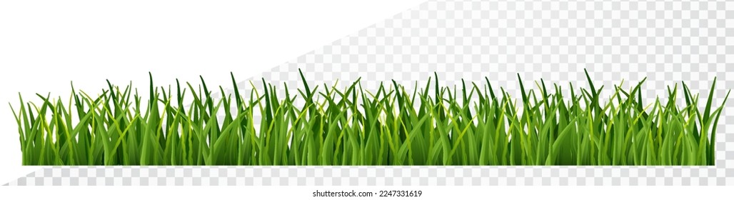 Green fresh grass borders isolated. Realistic fresh spring plants