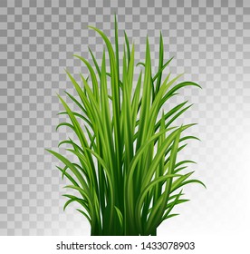 Green Fresh Grass and Herb Isolated on Transparent Background. Vector Illustration. 