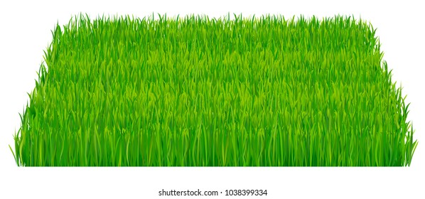 Green fresh grass isolated on white background. Vector illustration which represent part of the lawn isolated on white background.