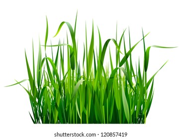 Green fresh grass isolated on white background