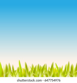 Green fresh grass on sky background
