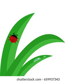 Green fresh grass stalk close up. Water morning drop set. Ladybug Ladybird insect. Cute cartoon baby character. Garden nature decoration element. Flat design. White background. Isolated. Vector