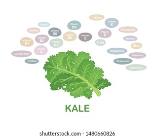 Green fresh Kale. Colorful drawing vectors of vegetable in simple line style, using plain colors, llustrates with nutrition contents on a white background