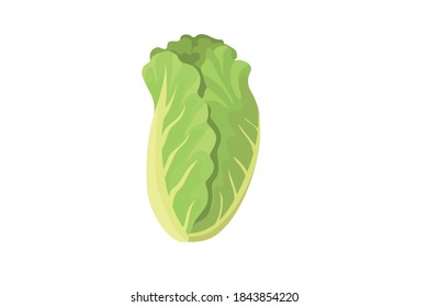 Green Fresh Kohlrabi Knol Khol Vector Stock Vector (Royalty Free ...