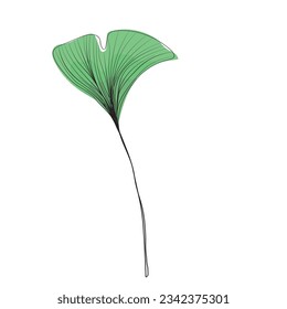 green fresh leaf of ginkgo biloba line drawing sketch, contour branch of ginkgo line art