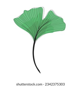 green fresh leaf of ginkgo biloba line drawing sketch, contour branch of ginkgo line art