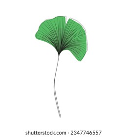 green fresh leaf of ginkgo biloba line drawing sketch, contour branch of ginkgo line art