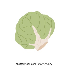 Green fresh lettuce head. Icon of whole leafy vegetable. Healthy veggie with leaves. Flat vector illustration of vegetarian food isolated on white background