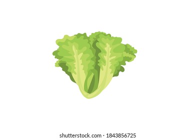 Green Fresh Lettuce , Iceberg vector illustration isolated on white background