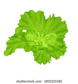 Green, fresh lettuce leaves, composition isolated on white background. Ingredient, vegetarian agriculture, design element.