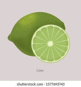 Green Fresh lime and lemon slice, icon isolated on grey background. Illustration fruit Lime. Vector citrus the whole and cut into pieces