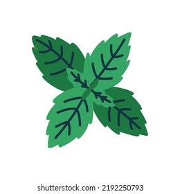 Green fresh mint element in isolated white background. Vector naive cartoon modern flat style clipart