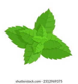 Hojas verdes frescas de menta. Gráficos vectoriales.