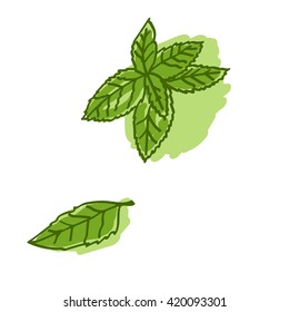 green fresh mint leaves. vector illustration. hand drawing