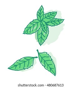 green fresh mint leaves. vector illustration. hand drawing