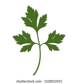 Green fresh parsley leaf. Isolated on white background. Vector illustration. 