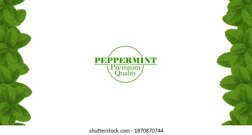 Green and fresh peppermint leaf vector illustration.