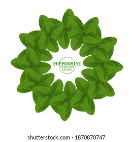 Green and fresh peppermint leaf vector illustration.