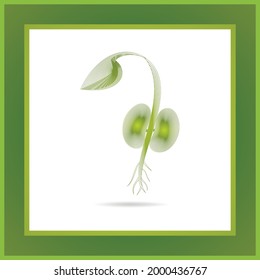 Brote verde de plantas frescas con ilustración vectorial de raíces.