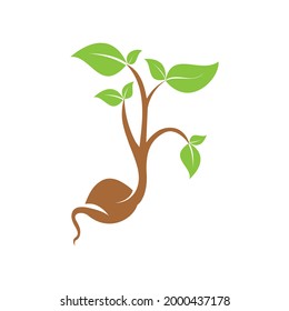 Green fresh plant sprout with roots vector illustration.