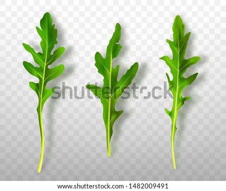 Similar – the green ones Vegetable