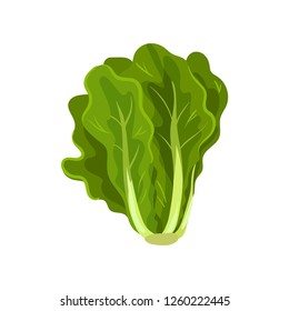 Green fresh salad leaves, healthy organic vegetarian food, vector Illustration on a white background