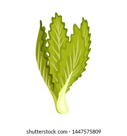 Green fresh salad vegetable and herb, organic vegetarian food, vector illustration isolated on white background.