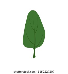 Green fresh spinach leaf, vegetarian healthy food, organic herb for cooking vector Illustration on a white background