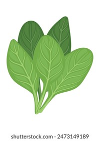 Green fresh spinach leaves tasty organic salad simple design vector illustration isolated on white background
