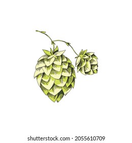 Green fresh sprig or twig with hop cones, hand drawn engraving vector illustration isolated on white background. Hop plant natural ingredient for beer and cosmetics.