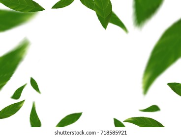Green fresh spring flying tree leaves over white background. Leaf fly Natural beauty design concept Abstract Modern Layout. Vector illustration