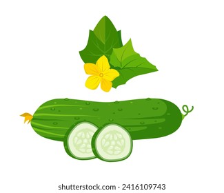 Green fresh whole cucumber with slices, leaves and flower. Cucumber plant parts. Organic vegetables vegetarian food. Vector illustration isolated on white background.