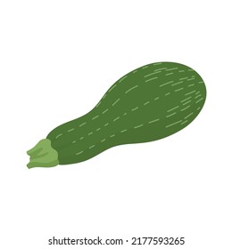 Green fresh zucchini. Useful tasty vegetable. Healthy food. Vegetable fiber. Agricultural harvest. Flat vector illustration isolated on white background