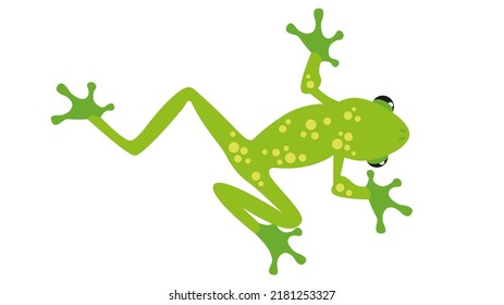 Green frog, bottom view, illustration