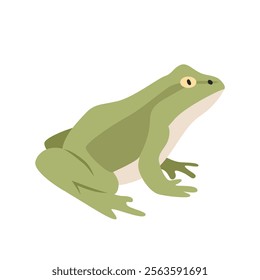 Green frog cartoon clipart. Frog vector illustration in flat style. Hand-drawn wild animal concept