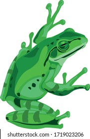 Green frog cartoon drawing vector and isolated