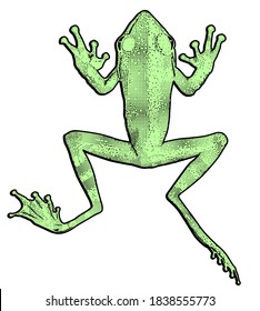 green frog, cut out vector illustration