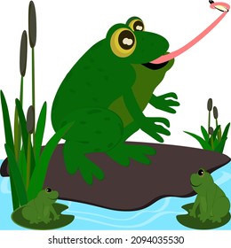 Green frog eating insects in the water. Isolated cartoon amphibian vector illustration. white background