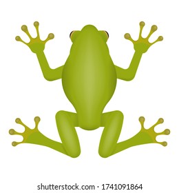 Green frog isolated on white background. Vector illustration. Eps 10.