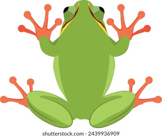 Green frog. Jumping wild animal. Toad top view