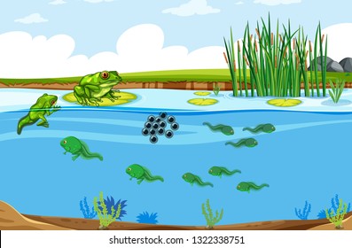 Green frog life cycle scene illustration