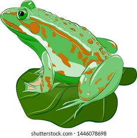 green frog on the leaf