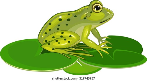 Green frog on leafs lily