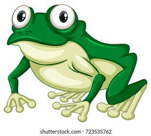 Green frog on white backgound illustration