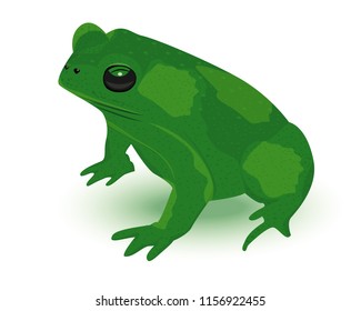 green frog on white background vector design