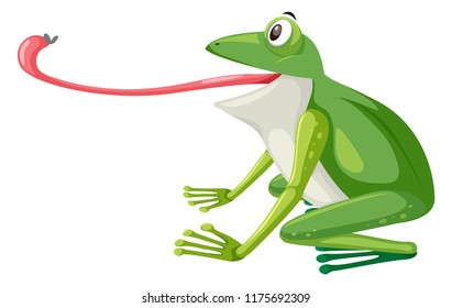 A green frog on white background illustration