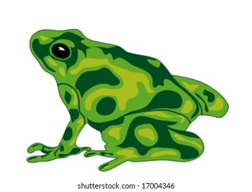 green frog on white background, vector