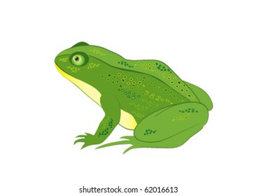 green frog on white background